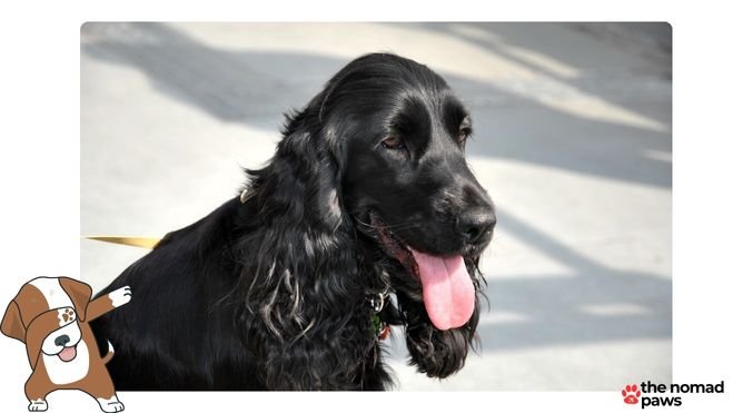 is rice good for cocker spaniels