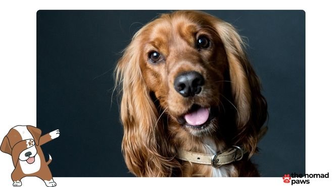 what is the best food to give a cocker spaniel