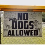 New 2026 Dog Rules Are Hitting UK Councils: Is Your Local Park on the List? (photo: K, Pexels)