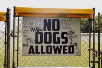 New 2026 Dog Rules Are Hitting UK Councils: Is Your Local Park on the List? (photo: K, Pexels)