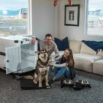 The EU Just Rewrote Its Pet Travel Rules for 2026: What Every Dog Owner Must Know Before Flying (photo: Impact Dog Crates, Pexels)