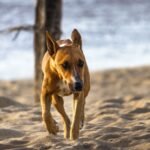 UK Dog Beach Rules: Free Runs or £1,000 Fines? (photo: Wallace Silva, Pexels)
