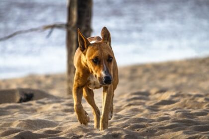 UK Dog Beach Rules: Free Runs or £1,000 Fines? (photo: Wallace Silva, Pexels)