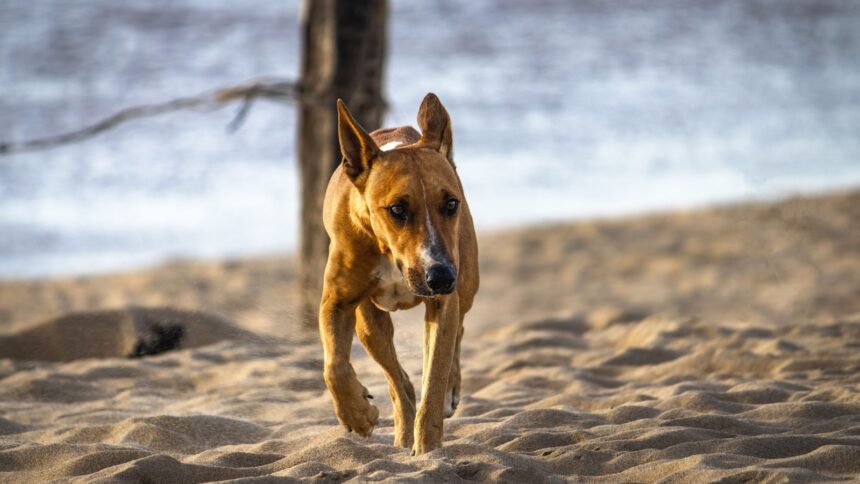 UK Dog Beach Rules: Free Runs or £1,000 Fines? (photo: Wallace Silva, Pexels)