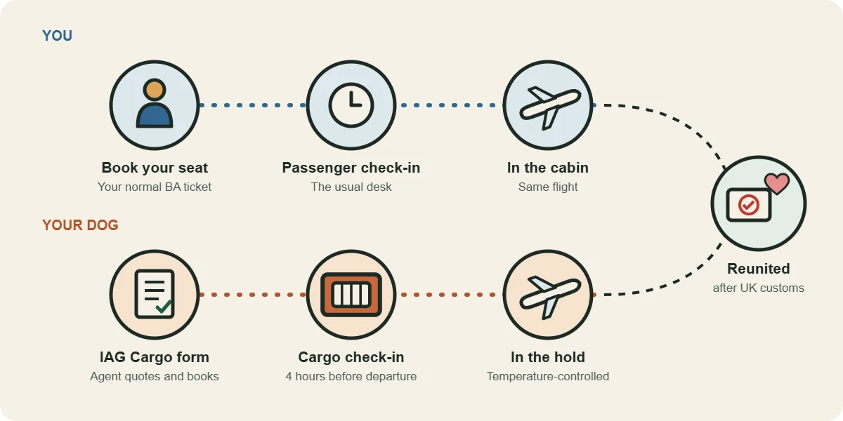 Diagram: you check in at the passenger desk and fly in the cabin, while your dog is booked through IAG Cargo, checks in at cargo four hours early and flies in the hold, and you meet after UK customs