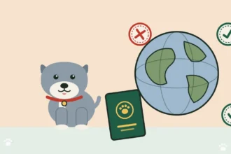 Illustration of a grey pit bull beside a passport and a globe with entry stamps