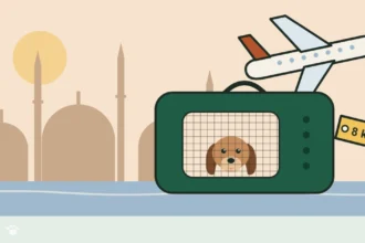 Illustration of a dog in a green soft carrier with an 8 kg tag, a plane and the Istanbul skyline
